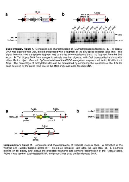 Supplementary Figure 1. Generation and characterization of T2/Onc2 transgenic founders. a, Tail biopsy DNA was digested with DraI, blotted and probed.