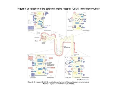 Nat. Rev. Nephrol. doi: /nrneph