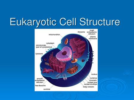 Eukaryotic Cell Structure