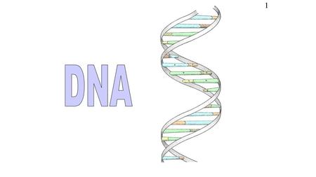 1 DNA The illustration is a ‘model’ of the double helix forming part of a DNA molecule (Slide 14)