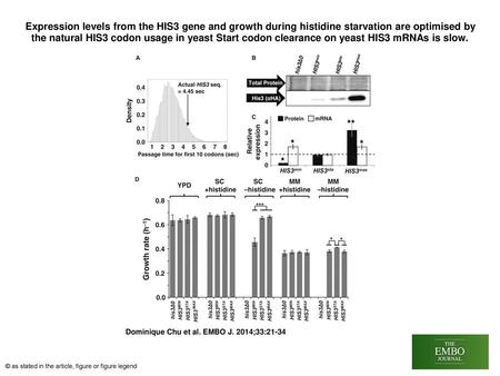 Expression levels from the HIS3 gene and growth during histidine starvation are optimised by the natural HIS3 codon usage in yeast Start codon clearance.