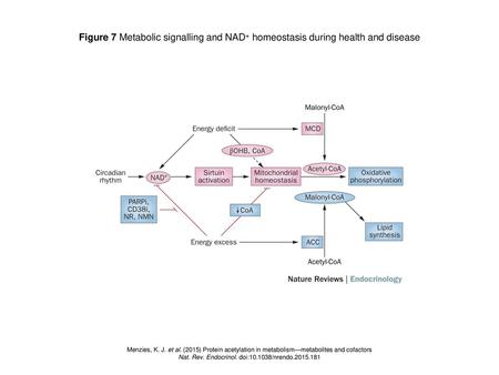 Nat. Rev. Endocrinol. doi: /nrendo