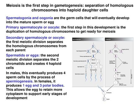 Meiosis is the first step in gametogenesis: separation of homologous