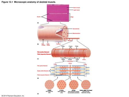 Figure 12.1 Microscopic anatomy of skeletal muscle.