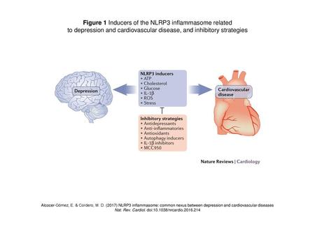 Figure 1 Inducers of the NLRP3 inflammasome related