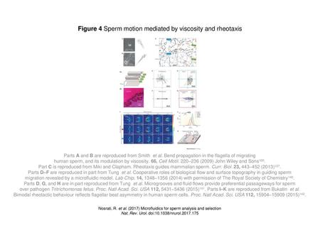 Figure 4 Sperm motion mediated by viscosity and rheotaxis