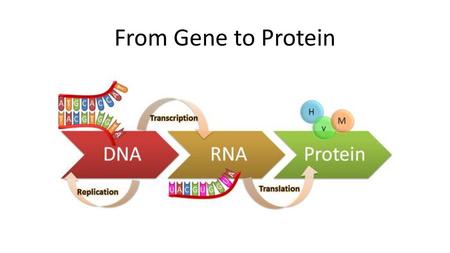 From Gene to Protein.