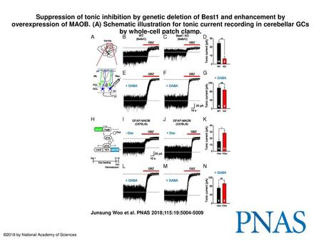 Suppression of tonic inhibition by genetic deletion of Best1 and enhancement by overexpression of MAOB. (A) Schematic illustration for tonic current recording.