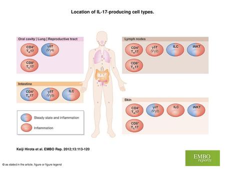 Location of IL‐17‐producing cell types.