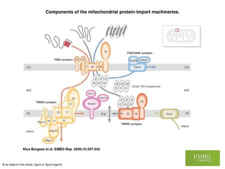 Components of the mitochondrial protein‐import machineries.