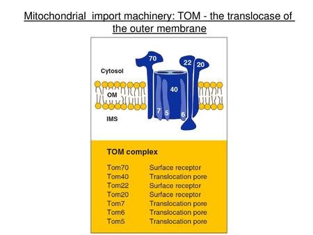 Mitochondrial import machinery: TOM - the translocase of