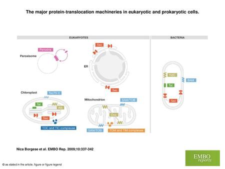 The major protein‐translocation machineries in eukaryotic and prokaryotic cells. The major protein‐translocation machineries in eukaryotic and prokaryotic.