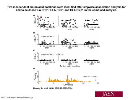 Two independent amino acid positions were identified after stepwise association analysis for amino acids in HLA-DRβ1, HLA-DQα1 and HLA-DQβ1 in the combined.