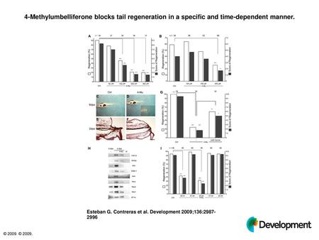 4-Methylumbelliferone blocks tail regeneration in a specific and time-dependent manner. 4-Methylumbelliferone blocks tail regeneration in a specific and.