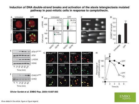 Induction of DNA double‐strand breaks and activation of the ataxia telangiectasia mutated pathway in post‐mitotic cells in response to camptothecin. Induction.