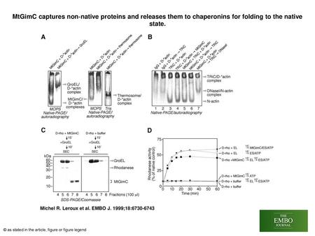 MtGimC captures non‐native proteins and releases them to chaperonins for folding to the native state. MtGimC captures non‐native proteins and releases.