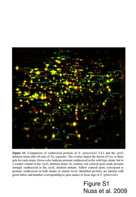 Figure S1. Comparison of synthesized proteins in R. sphaeroides 2. 4