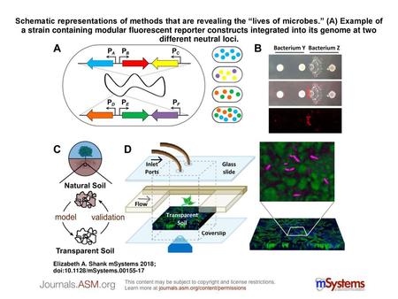 Schematic representations of methods that are revealing the “lives of microbes.” (A) Example of a strain containing modular fluorescent reporter constructs.