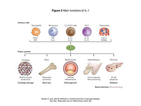 Figure 2 Main functions of IL-1