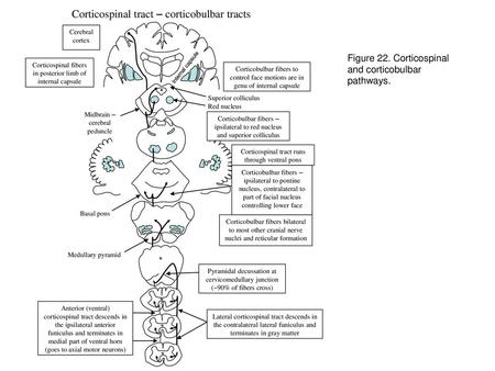 Corticospinal tract – corticobulbar tracts