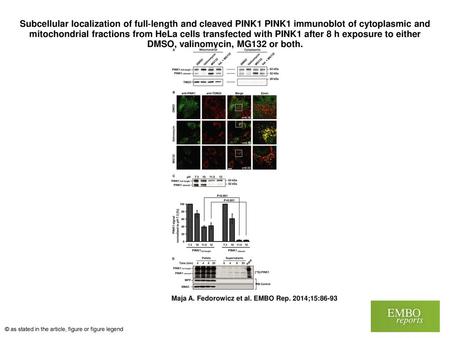 Subcellular localization of full‐length and cleaved PINK1 PINK1 immunoblot of cytoplasmic and mitochondrial fractions from HeLa cells transfected with.