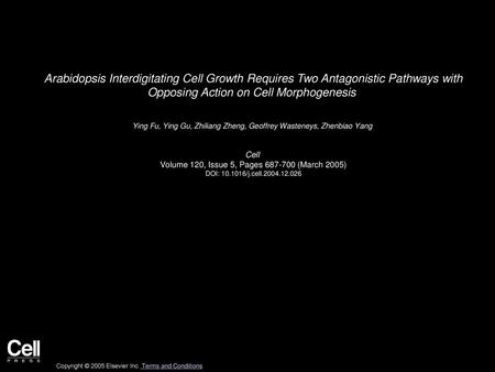 Arabidopsis Interdigitating Cell Growth Requires Two Antagonistic Pathways with Opposing Action on Cell Morphogenesis  Ying Fu, Ying Gu, Zhiliang Zheng,