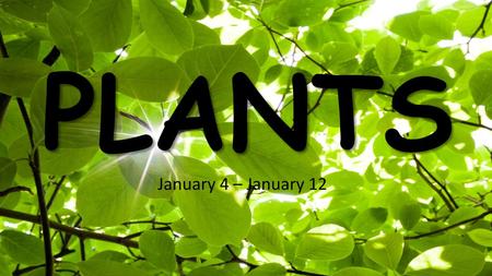 PLANTS January 4 – January 12.