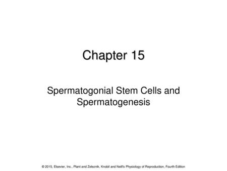 Spermatogonial Stem Cells and Spermatogenesis