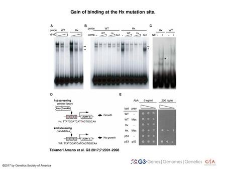 Gain of binding at the Hx mutation site.