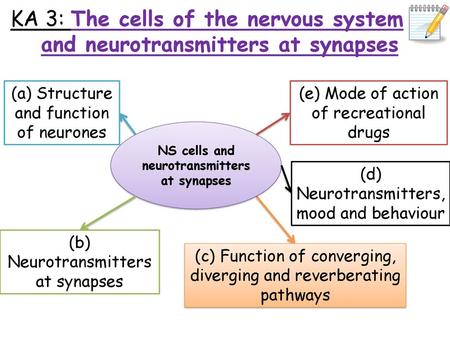 NS cells and neurotransmitters at synapses