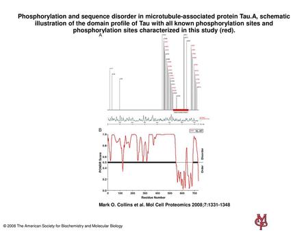 Phosphorylation and sequence disorder in microtubule-associated protein Tau.A, schematic illustration of the domain profile of Tau with all known phosphorylation.