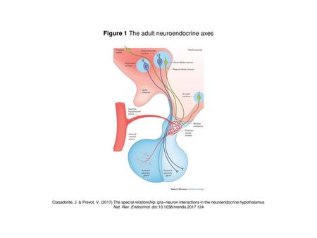 Figure 1 The adult neuroendocrine axes