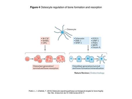 Figure 4 Osteocyte regulation of bone formation and resorption