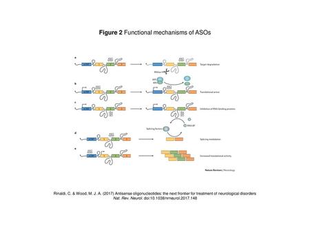 Figure 2 Functional mechanisms of ASOs