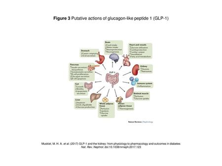 Figure 3 Putative actions of glucagon-like peptide 1 (GLP-1)