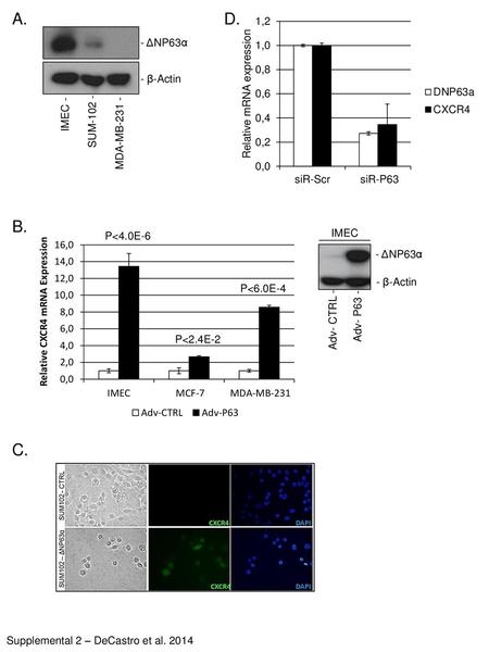 A. D. B. C. - ΔNP63α - β-Actin IMEC - SUM MDA-MB IMEC