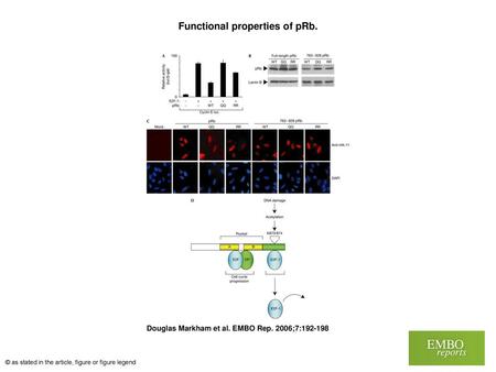 Functional properties of pRb.