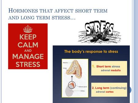 Hormones that affect short term and long term stress…