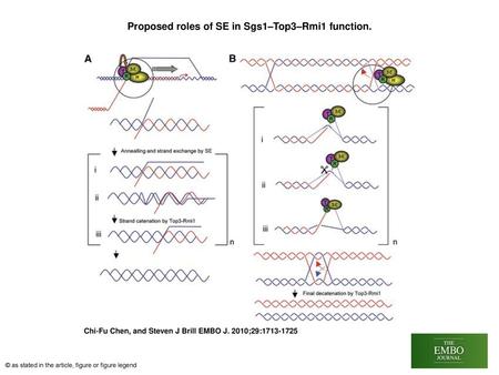 Proposed roles of SE in Sgs1–Top3–Rmi1 function.