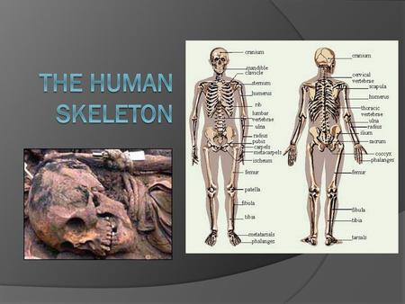 The Human Skeleton.