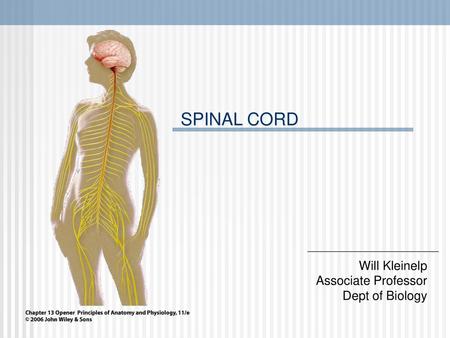 SPINAL CORD Will Kleinelp Associate Professor Dept of Biology.