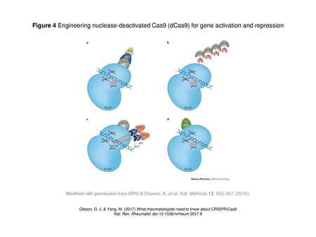 Nat. Rev. Rheumatol. doi: /nrrheum