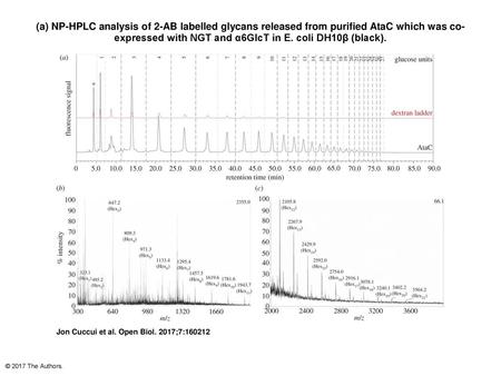 (a) NP-HPLC analysis of 2-AB labelled glycans released from purified AtaC which was co-expressed with NGT and α6GlcT in E. coli DH10β (black). (a) NP-HPLC.