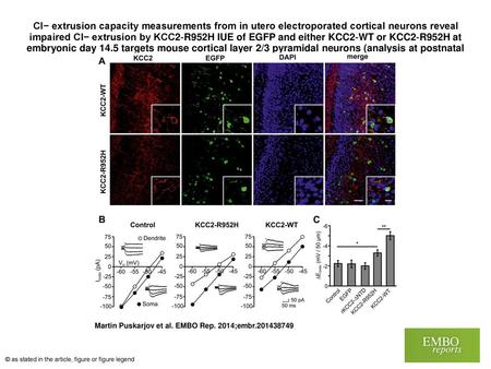 Cl− extrusion capacity measurements from in utero electroporated cortical neurons reveal impaired Cl− extrusion by KCC2‐R952H IUE of EGFP and either KCC2‐WT.