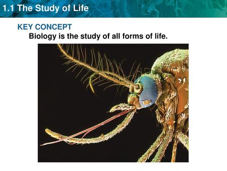 KEY CONCEPT  Biology is the study of all forms of life.