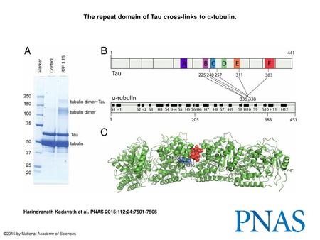 The repeat domain of Tau cross-links to α-tubulin.