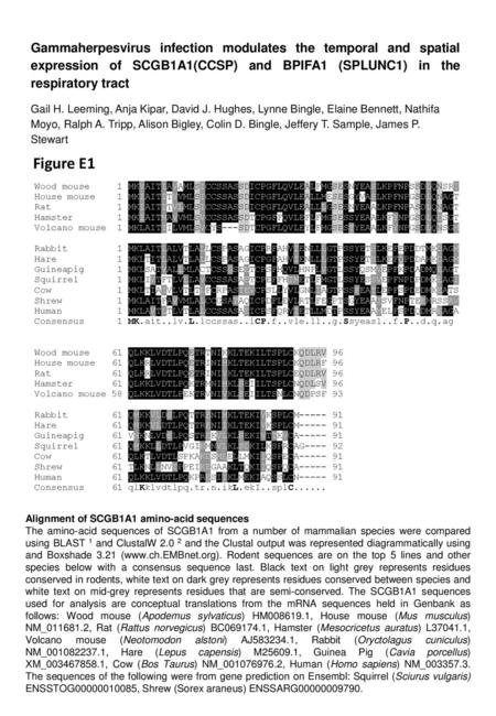 Gammaherpesvirus infection modulates the temporal and spatial expression of SCGB1A1(CCSP) and BPIFA1 (SPLUNC1) in the respiratory tract Gail H. Leeming,