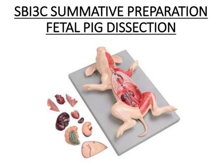 SBI3C SUMMATIVE PREPARATION FETAL PIG DISSECTION