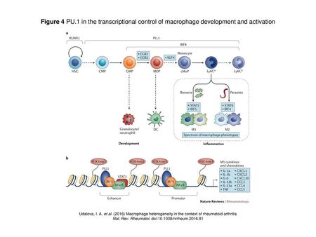 Nat. Rev. Rheumatol. doi: /nrrheum