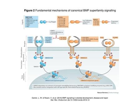 Nat. Rev. Endocrinol. doi: /nrendo